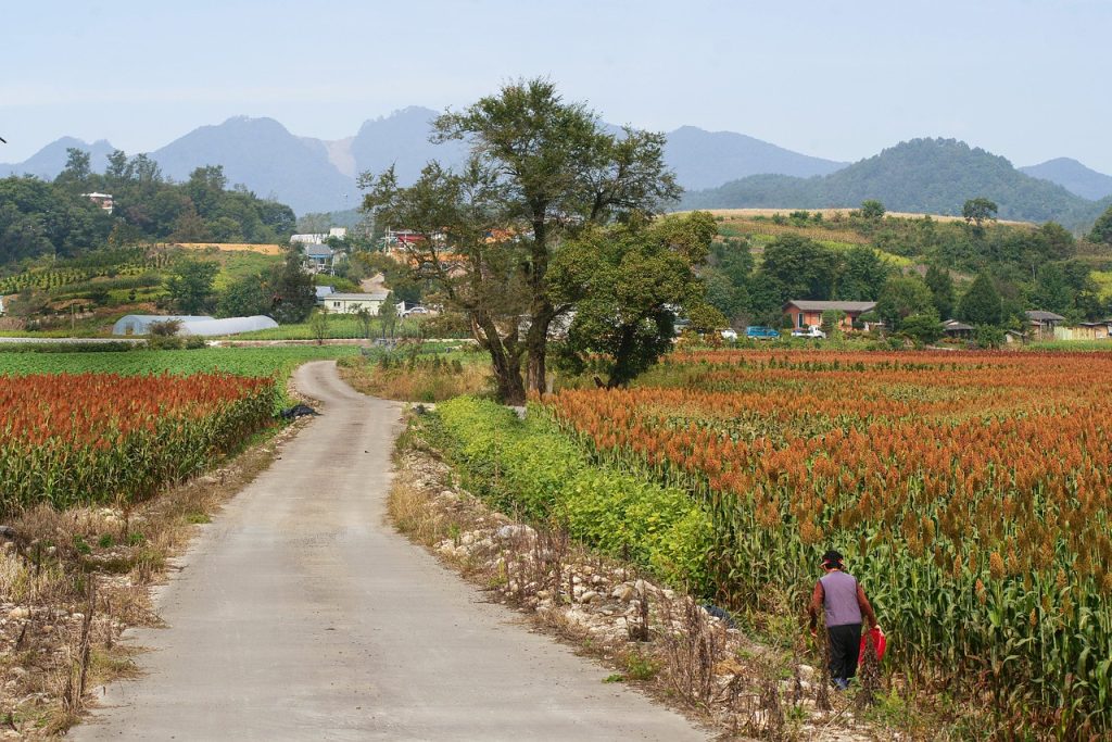 african millet field, farm, country-4844676.jpg